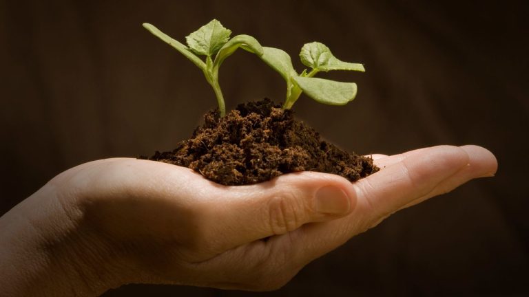 How Could Plants Created on Day 3 Survive Before the Sun Was Made on Day 4?